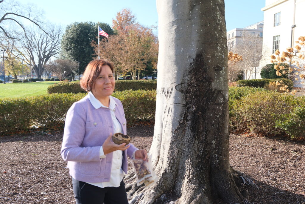 Person holding a seed pod and a plastic bag, standing next to a large tree trunk in a park.