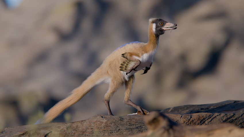 An artist's rendering of a small  dinosaur with a long tail and short winged arms and a light brown, feathery body standing on a rocky surface. The dinosaur's face is sleek with a pointed beak and dark markings around the eye area.
