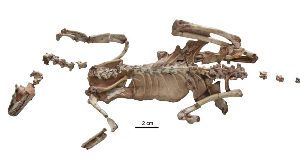 Partially assembled dinosaur skeleton with disarticulated limbs, laid out horizontally on a white background.